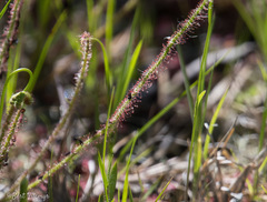 Drosera filiformis