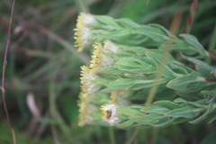 Helichrysum setosum image