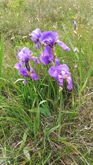 Iris pallida illyrica