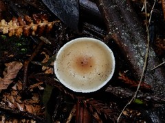 Clitocybe wellingtonensis