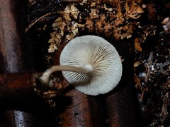 Clitocybe wellingtonensis