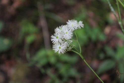 Image of Trautvetteria applanata by (c) Dominic, some rights reserved (CC BY)