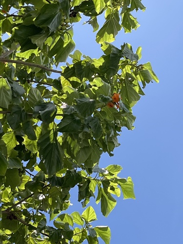 Cordia subcordata observed 2024-07-21