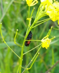 Cercopis arcuata