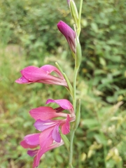 Gladiolus italicus