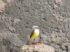 Pitangus sulphuratus