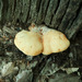 Oak Polypore - Photo (c) Ryan Patrick, some rights reserved (CC BY-NC), uploaded by Ryan Patrick