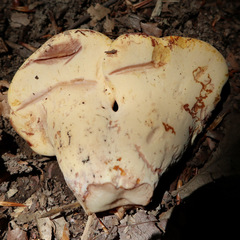 Buglossoporus quercinus