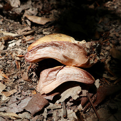 Buglossoporus quercinus