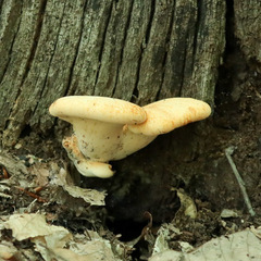 Buglossoporus quercinus