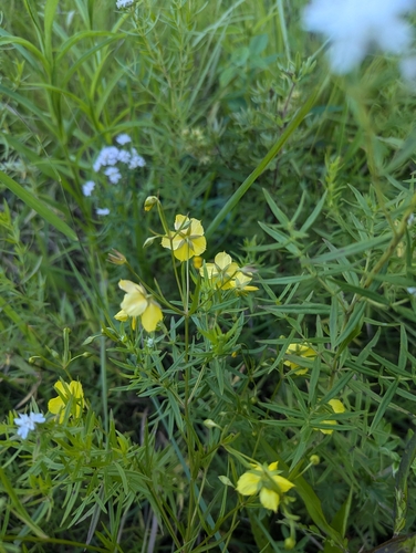 Image of Lysimachia quadriflora by (c) Skyler Principe, some rights reserved (CC BY)