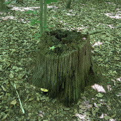 Buglossoporus quercinus