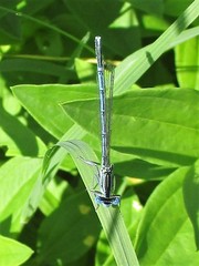 Platycnemis pennipes