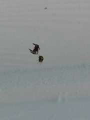 Araneus detrimentosus