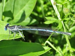 Platycnemis pennipes