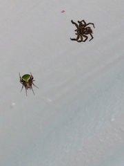 Araneus detrimentosus