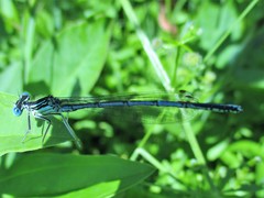 Platycnemis pennipes