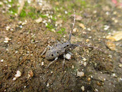 Mesosa curculionoides