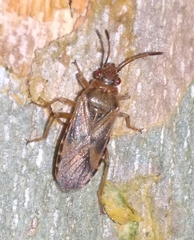 Arocatus longiceps