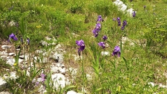 Iris pallida illyrica