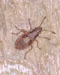 Arocatus longiceps