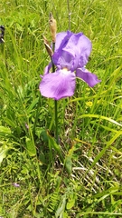 Iris pallida illyrica
