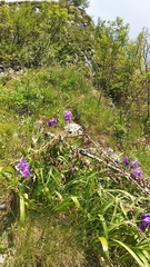 Iris pallida illyrica