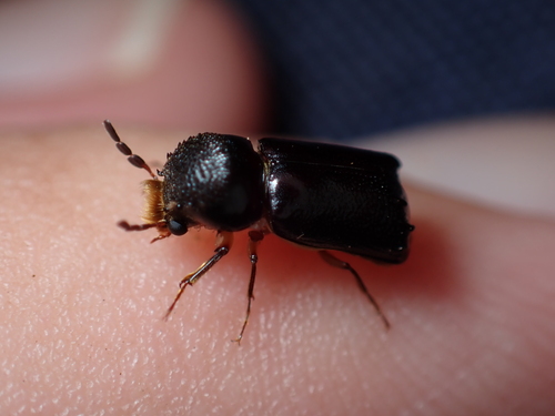 Xylothrips religiosus observed 2024-07-21