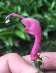 Centropogon urubambae