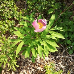 Paeonia officinalis