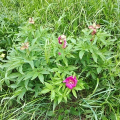 Paeonia officinalis