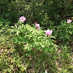 Paeonia officinalis