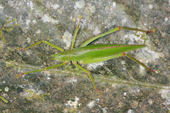 Drepanoxiphus elegans