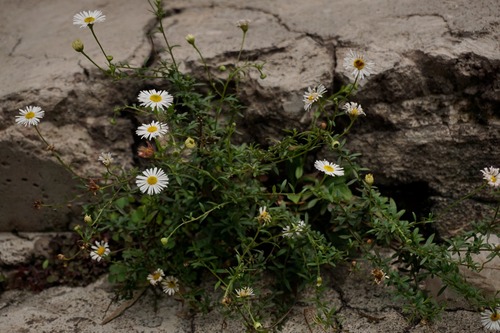 Erigeron karvinskianus