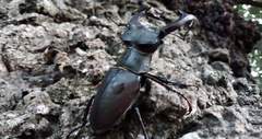 Lucanus cervus