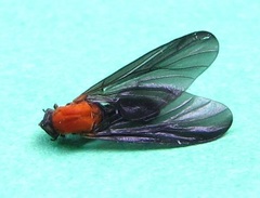 Plecia americana