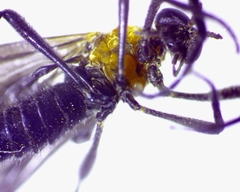 Plecia americana