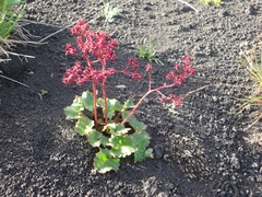 Micranthes purpurascens