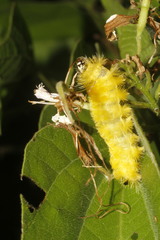 Apatelodes heptaloba