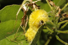 Apatelodes heptaloba