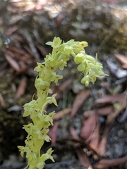 Platanthera michaelii