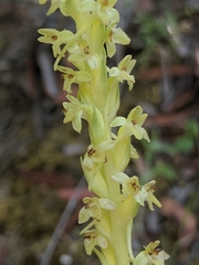 Platanthera michaelii
