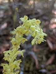 Platanthera michaelii