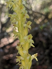 Platanthera michaelii