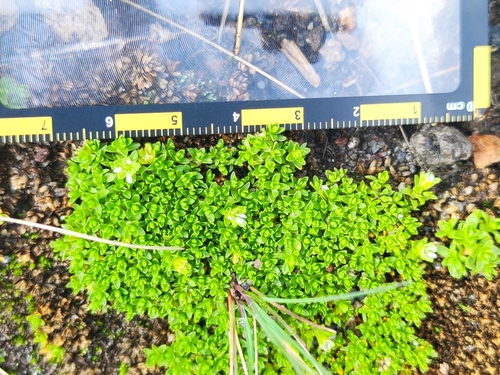Arenaria bryoides (Arenaria bryoides)