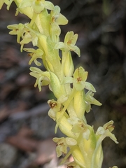 Platanthera michaelii