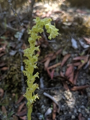 Platanthera michaelii