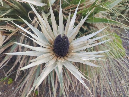 Image of Eryngium proteiflorum by (c) Liliana Ramírez-Freire, some rights reserved (CC BY)