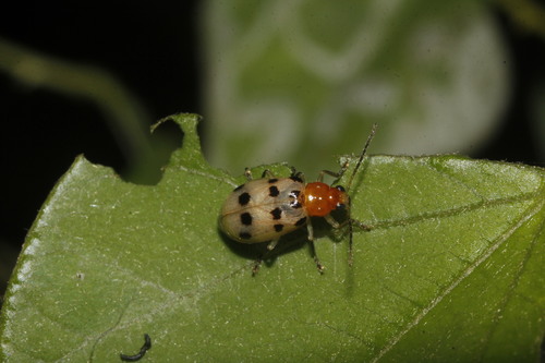 Genus Neobrotica · iNaturalist