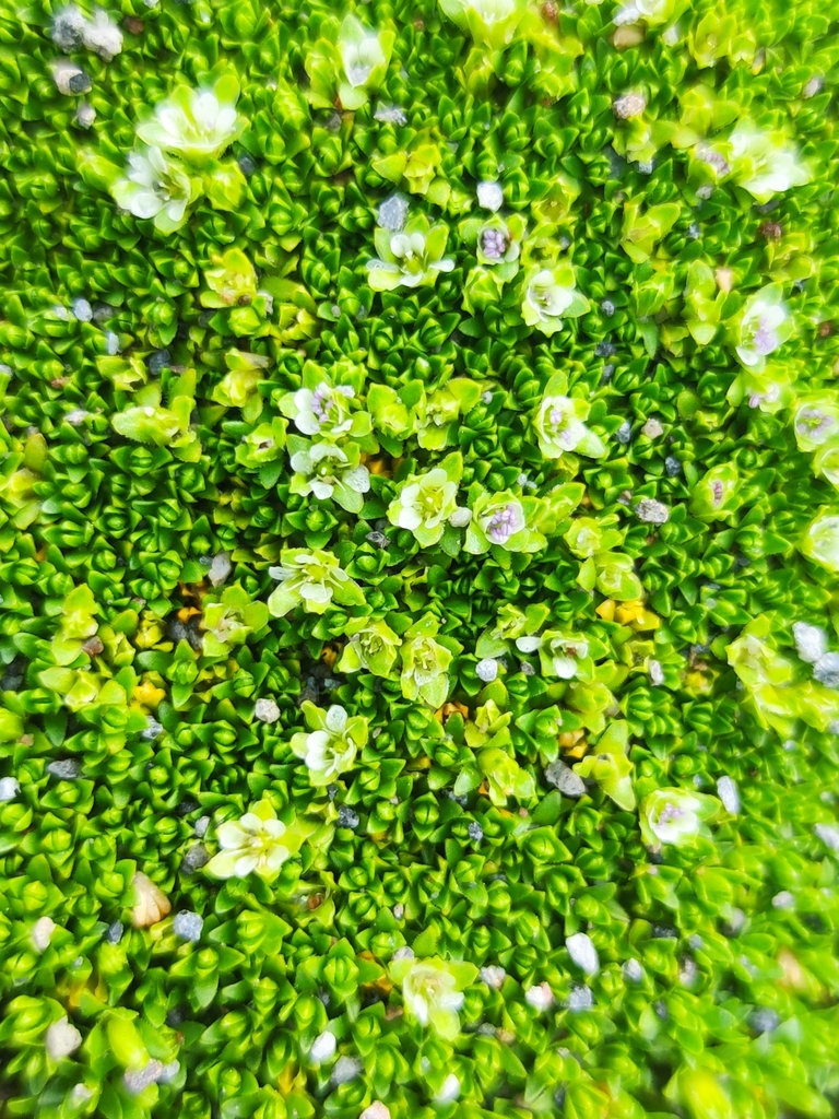 Arenaria bryoides (Arenaria bryoides)